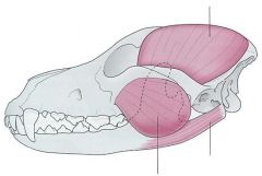 Origin: Zygomatic arch
Insertion: Lateral side of the mandible
Action: Elevates mandible to close mouth white chewing
Opposing Muscle: Digastricus