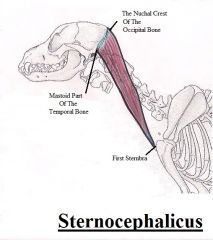 Origin: Sternum
Insertion: Occipital bone
Action: Draws head to side, depresses head and neck
Opposing Muscle: Trapezius
EXTRINSIC MUSCLE