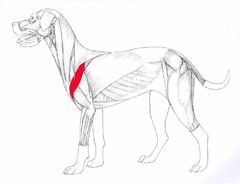Origin: Spine/acromion of scapula
Insertion: Deltoid tuberosity of humerus
Action: Flexes shoulder
Opposing Muscle: Supraspinatus, brachiocephalicus, biceps brachii
INTRINSIC MUSCLE