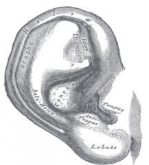 What are the 4 major components of the 
Auricle/Pinna?