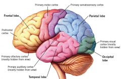 The cerebral cortex breaks down into what four lobes? Information from multiple sensory systems is processed and integrated in the association areas that are between the major sensory and motor areas