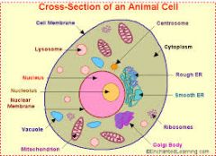 -Organelles bound to membrane, contain variety of enzymes.
-Digestion of materials taken up by endocytosis.
-Breakdown of various cellular material; breakdown of lysosomes contributes to rheumatoid arthritis.
-