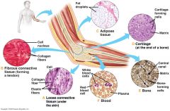 1.Bone
2. Cartilage
3. Dense Connective Tissue
4. Loose Connective Tissue