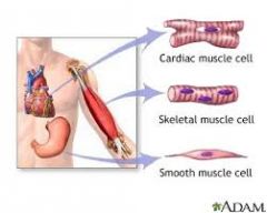 1. Skeletal Muscle
2. Cardiac Muscle 
3. Smooth Muscle