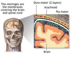 Pia Mater
	Deep meninx composed of delicate connective tissue that clings tightly to the brain