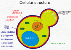 They have a plasma membrane and cell wall. They plasma membrane has phospholipids and ergosterol. The cell wall contains chitin and Beta-glucans. 