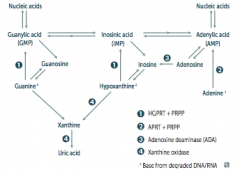 SCID = Severe Combined Immunodeficiency Disease
- Adenosine Deaminase (ADA) Deficiency
- Autosomal recesive