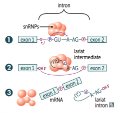1. Primary transcript combines with snRNPs and other proteins to form spliceosome
2. Lariat-shaped (looped) intermediate is generated
3. Lariat is released to remove intron precisely and join 2 exons