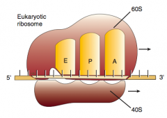 A: incoming Aminoacyl-tRNA
P: accommodates growing Peptide
E: holds Empty tRNA as it Exits