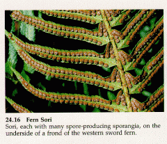 - ferns
- seedless vasular plants
- megaphylls (big  leaves) with fronds (vascular tissue)
-have sori (bundles of sporangia)
-heterosporous