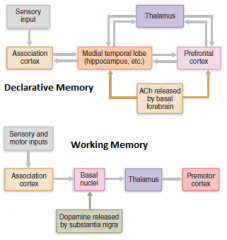 Fact (declarative) memory: 
 - Entails learning explicit information
 - Is related to our conscious thoughts and our language ability
 - Is stored with the context in which it was learned
Skill Memory
	
Skill memory is less conscious than...