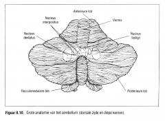 Het deel van de hemisfeer dat tot dichtst bij de vermis gelegen is, wordt het intermediale deel genoemd, de rest wordt het laterale deel genoemd (Ghez & Gordon , 1995b).