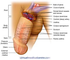 

•Regions
     –Root
     –Body


     - Neck 
     - Prepuce (foreskin)
     - Glans
     - External Urethra               Meatus 