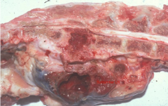 What neoplasm is RARE in dogs but metastasizes to SUBLUMBAR LN, lungs, liver, bone?