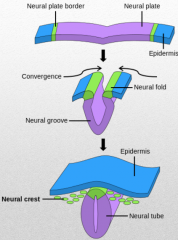 New cells added to ectoderm, neural groove begins to form
Groove closes, neural tube is formed
Neural tube becomes brain and spinal cord