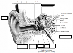 Parts of external, middle and inner ear?