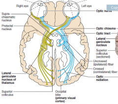 Visual Pathways
	Axons of retinal ganglion cells form the optic nerve 
	Medial fibers of the optic nerve decussate at the optic chiasm
	Most fibers of the optic tracts continue to the lateral geniculate body of the thalamus
	Other ...