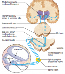 Auditory Pathway to the Brain
	Impulses from the cochlea pass via the spiral ganglion to the cochlear nuclei 
	From there, impulses are sent to the:
	Superior olivary nucleus 
	Inferior colliculus (auditory reflex center)
	From...