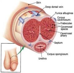 •Functions 
         –Passageway semen & urine 


 •Three masses erectile tissue
1. Corpus Cavernosa (1st 2 erectile tissues) 
2. Corpus Spngiosum (3rd erectile tissue)