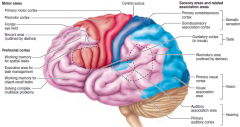 visual processing extends well forward into the temporal, parietal, and frontal lobes via two parallel streams:
■ The “what” processing stream extends through the ventral part of the temporal lobe

■ The “where” processing stream ta...