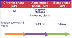 1. Chronic phase: Philadelphia chromosome +, lasts 3-5 years

2. Accelerated phase: cytogenetic changes, increasing blasts, lasts 1-2 years

3. Blast phase: lasts 3-6 months