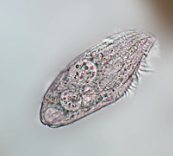 unicellular
cilia
not photosynthetic