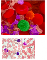 Rote Blutkörperchen (a)																												(Erythrozyten) 


Weisse Blutkörperchen (Leukozyten,Granulozyten) 


Typen eingeteilt nach Granulat
Neutrophile (c): Erste Abwehr von								Bakterien (Eiter)
Eosinophile (d): Allergien, Parasit...