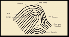 ridge ending, bifurcation, and ridge island