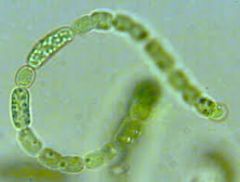 Anabaena 
long filament of bacteria cells
Photoautotroph
Photosynthesis occurs in cytosol
Cytosol contains thylakoids and photosystems