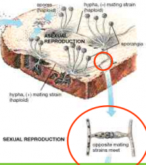 Sexual reproduction will also take place