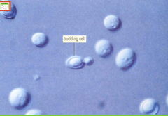 Unlike most ascomycetes, yeast do not form multicellular mycelia, instead they are unicellular