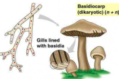 -this dikaryotic mycelium eventually grows above-ground, and forms a mushroom-shaped structure.