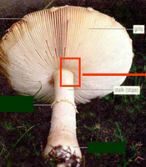 On the undersurface of the mushroom cap are a number of _____ visible to the naked eye