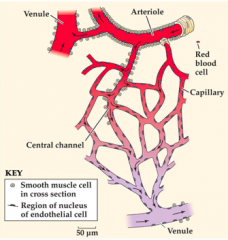 The arteriole is vasoconstricted and vasodilated in order to change blood flow. The small tube joining the arteriole and venule is called the AV anastomosis, which can open and close to regulate flow.