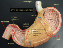 1. Cardiac (upper)
2. Fundus (elevated part)
3. Body
4. Pyloric