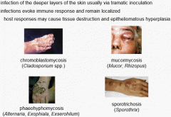 Fungal infections of the deeper layers of the skin usually via traumatic inoculation. Evokes immune response and infection remains localized. There may be tissue destruction and epitheliomatous hyperplasia.