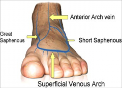 Deepand superficial VV of the foot drain into dorsal venous arch 
Greatsaphenous V: ascends medial leg 
Smallsaphenous V: ascends posterior leg