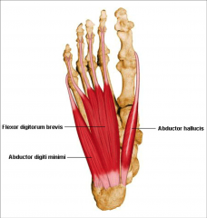 Abductorhallucis M –medial margin of foot  


Flexor digitorum brevis M –acts on toes II-V 


Abductor digiti minimiM -lateral margin of foot