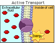 
Carrier Mediated Active Transport