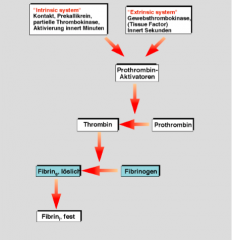 Blutgerinnung ist die
Umwandlung von Fibrinogen
in Fibrin

Kaskade enzymatischer
Reaktionen (Serinproteasen)

Gerinnungsfaktoren sind

								entweder :
• Enzymvorstufen 
  (Zymogene=>keine 
  Aktivität)
• oder

								Co-Faktore...