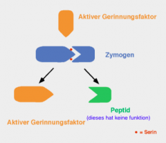 Aktiver Gerinnungsfaktor: Protease,
spaltet inaktiven Gerinnungsfaktor
(Zymogen) der nächsten Stufe und
macht ihn so aktiv

Synthese meist in der Leber
(Ausser VIII-Komplex: Endothel,V:
Plättchenfaktor= Thrombozyt)

Enthalten z.T. γ−Carb...