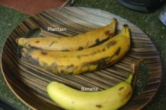 Banana is smaller 
Plantains have thicker skin