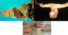Neoplasm on penis of Ruminant:
Neoplasm on penis of Horse:
Neoplasm on penis of Dogs:
