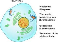 Chromatids appear, nuclear envelope disappears