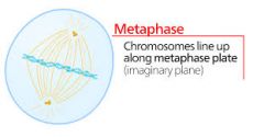 The equatorial plane forms (chromosomes align)