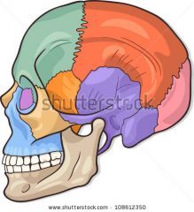 Temporal Bone Markings
what color
