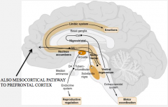 Use DA as pathway, and involved in therapeutic action of anti-psychotic drugs or side effects
- Mesolimbic pathway
- Mesocortical pathway
- Nigrostriatal pathway
- Tuberoinfundibular pathway