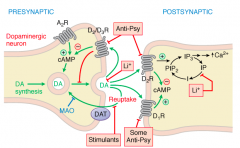 Inhibits:
- Dopamine (D2/D3) receptors on presynaptic neuron
- Dopamine (D2) receptor on postsynaptic neuron
- Some act on D1 receptor on postsynaptic neuron (less common)