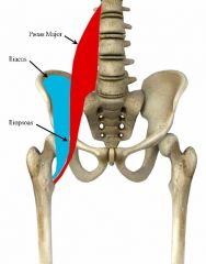 actions- it flexes the hip, external rotation and stabilisation of the hip

origins- iliacus- iliac fossa on inner surface of ilium

psoas major- lower borders of vertebrae and T12 and base of sacrum 

insertions- lesser trochanter of femur ...