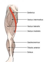 actions- it flexes, adducts and laterally rotates femur and flexes the knee

origins- ASIS and notch just below spine 

insertions- anterior medial condyle of tibia